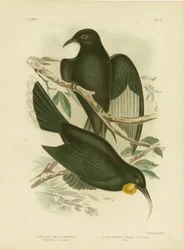White-Winged Corcorax, 1891